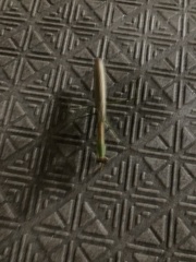 Tenodera angustipennis