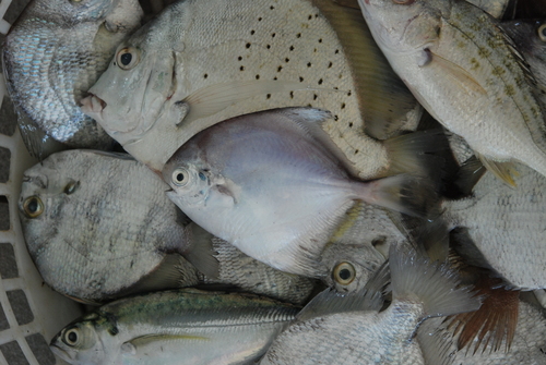 Korean pomfret (Pampus echinogaster) — Stromateidae — 5