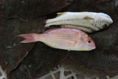 Nemipterus japonicus