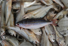 Pterocaesio digramma