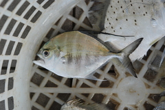 Atropus armatus