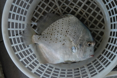 Drepane punctata