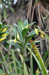 Lisianthius jefensis