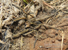 Lycosa pampeana