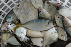 Alepes djedaba