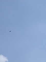 Spilornis cheela