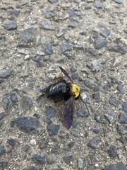 Xylocopa appendiculata circumvolans