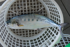 Scomberoides commersonnianus