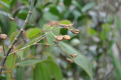 Lisianthius jefensis