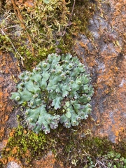 Marchantia paleacea