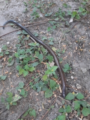 Sphenomorphinae