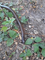 Sphenomorphinae