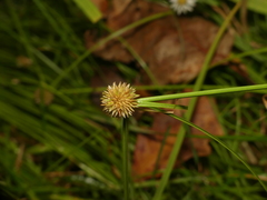 Cyperus brevifolioides