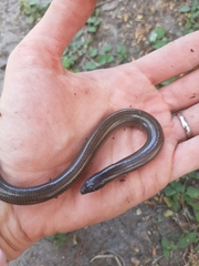 Sphenomorphinae
