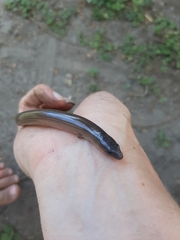 Sphenomorphinae