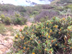 Pultenaea tenuifolia