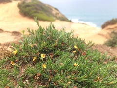 Pultenaea tenuifolia