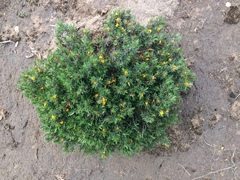 Pultenaea tenuifolia