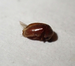 Coleoptera