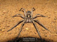 Lycosa pampeana