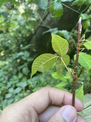 Toxicodendron orientale