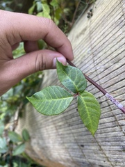 Toxicodendron orientale
