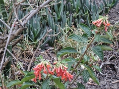 Iochroma fuchsioides