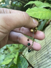 Toxicodendron orientale