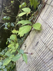 Toxicodendron orientale