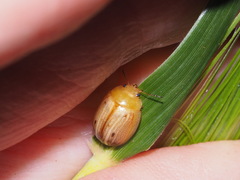 Peltoschema perplexum