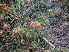 Iochroma fuchsioides