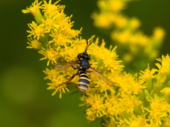 Conopini