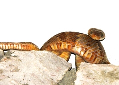 Trimorphodon paucimaculatus