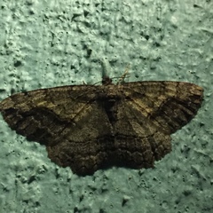 Neoalcis californiaria