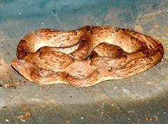 Trimorphodon paucimaculatus