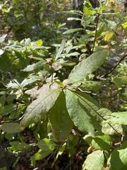 Yellow Azalea (Rhododendron lutescens)