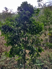 Vateria indica