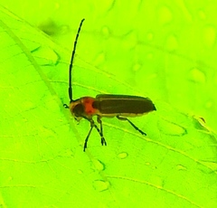 Essostrutha binotata