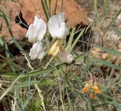 Lathyrus graminifolius