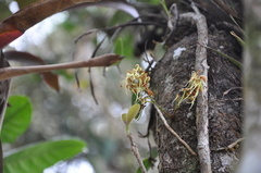 Macrolobium colombianum