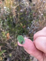 Chlorochroa persimilis