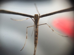 Pterophoroidea