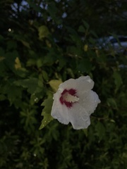 Hibiscus syriacus