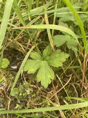 Geranium nepalense thunbergii