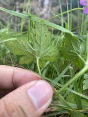 Geranium nepalense thunbergii