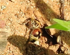 Dasymutilla sicheliana