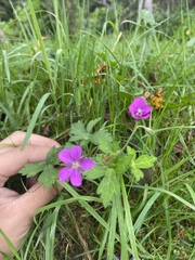 Geranium nepalense thunbergii