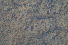 Gillichthys mirabilis