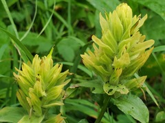 Castilleja miniata fulva