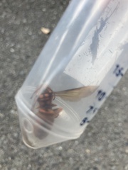 Vespa simillima xanthoptera